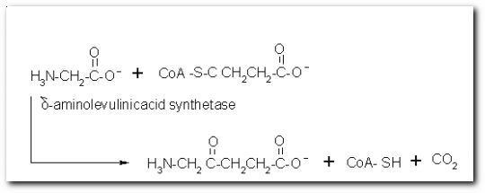 Bacteriochlorophyll biosynthesis. Created with Isisdraw