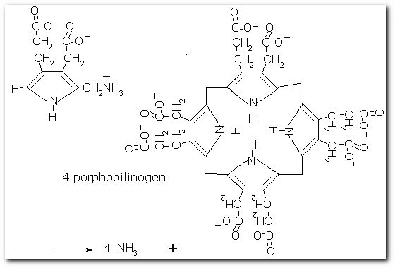 Bacteriochlorophyll biosynthesis. Created with Isisdraw